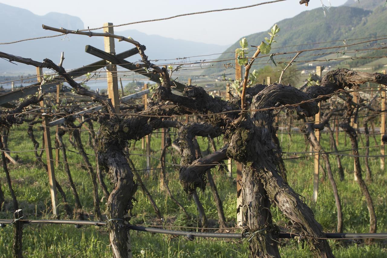 Apartamento Biobauernhof St. Quirinus Caldaro sulla Strada del Vino Exterior foto